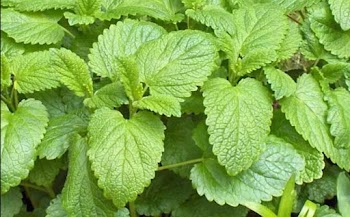 Lemon balm extract